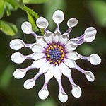 Spoon Daisy - White Spoon Osteospermum