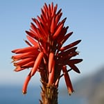 Aloe arborescens (2)