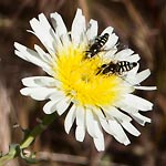 bees - Carrizo Plain