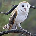 Barn Owl (4)