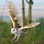 Barn Owl (3)