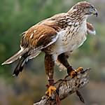 Ferruginous Hawk (1)