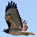 Red-tailed hawk (3)