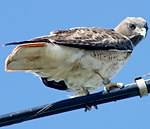 Red-tailed hawk (1)