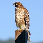 Red-tailed hawk (4)