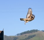 Red-tailed hawk (6)