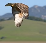 Red-tailed hawk (7)
