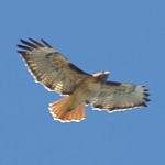 Red-tailed hawk (8)