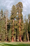 Sequoia NP 1