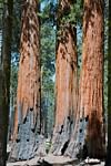 Sequoia NP 2