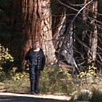 Sequoias  Mariposa Grove detail at base