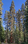 Sequoias Mariposa Grove