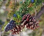Bristlecone Pine Cones